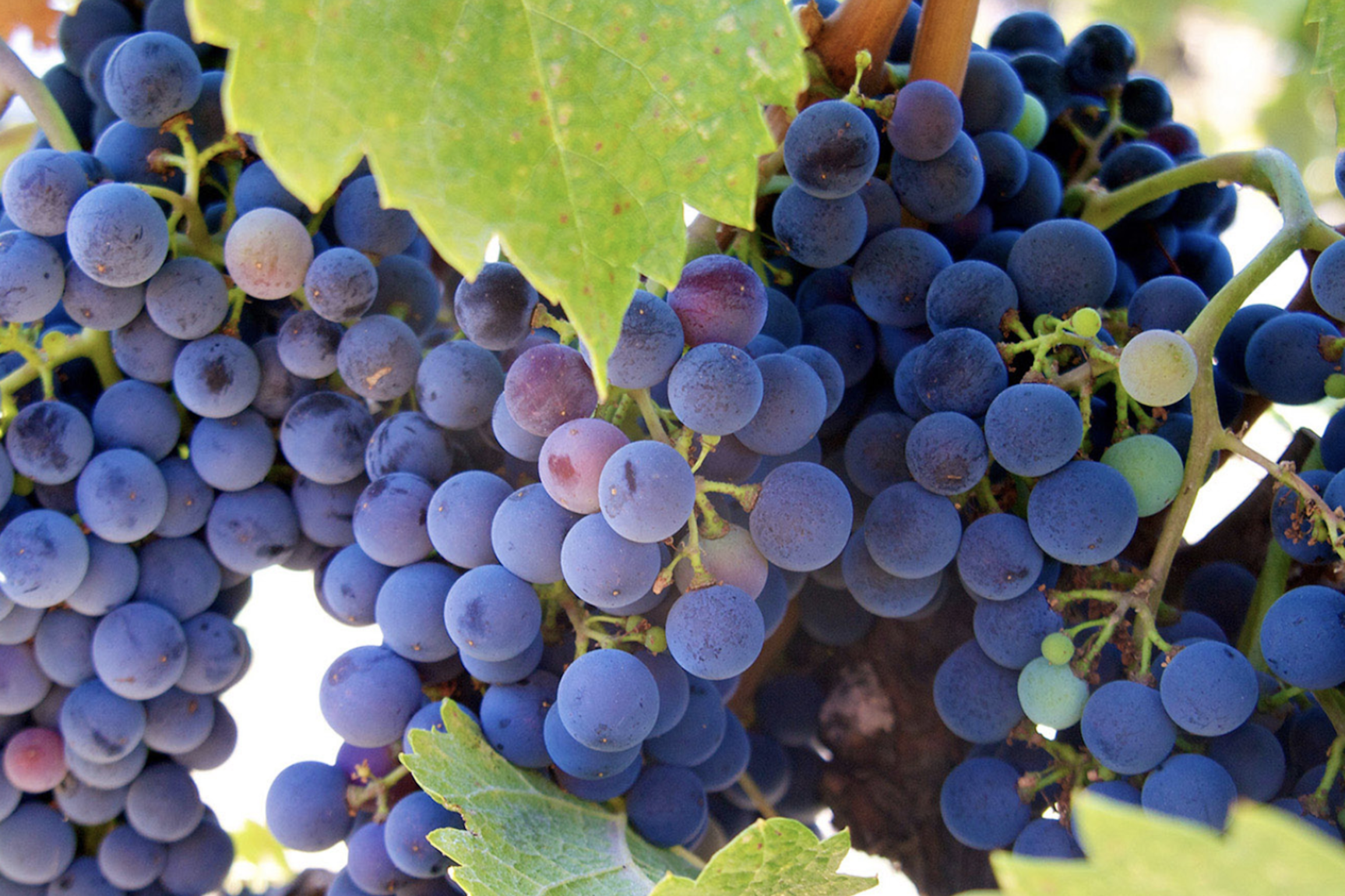 What Is Resveratrol And Why Should You Take it with Curcumin?